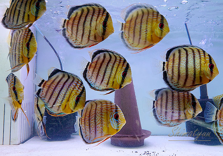 熱帯魚】 WILD グリーン ディスカス “Rio Nanai” フルスポット 3匹 