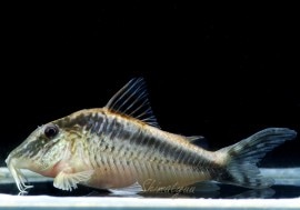 C.sp.ʥ륯WILDȥӥءɡ1ɤ