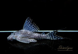 ʪ  륭顼ꥨԡ˥硡ȥڥ롼ɡNo.01