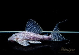 ʪ  륭顼ꥨԡ˥硡ȥڥ롼ɡNo.02