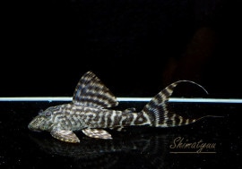 ʪ  ޥɥץ쥳ȥڥ롼ɡNo.01