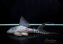 ʪ ޥɥץ쥳ȥڥ롼ɡNo.02