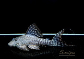 ʪ ޥɥץ쥳ȥڥ롼ɡNo.03