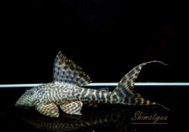 ʪ ޥɥץ쥳ȥڥ롼ɡNo.04