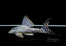 ʪ ޥɥץ쥳ȥڥ롼ɡNo.05