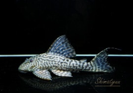 ʪ ޥɥץ쥳ȥڥ롼ɡNo.06