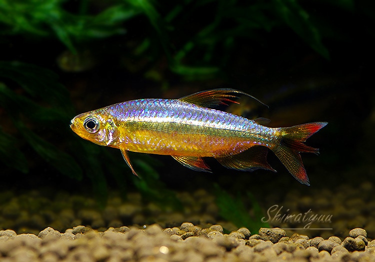 【極美種】スーパーレッドチェリー コンゴ テトラ　オス　3匹 熱帯魚】 レッドチェリーコンゴテトラ WILD 雄3匹 | 熱帯魚 | AQUA-F