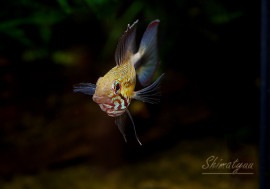 Ap����ͥ��������硡�ȣףɣ̣ġɡ�1Pr��