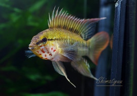 ʪ.sp.Z3ףɣ̣ġ1Pr01