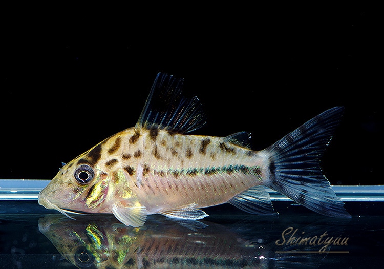 ペルー産はあまり見ない　Psalidognathus erythrocerus? ペルー産はあまり見ない Psalidognathus erythrocerus? 昆虫用品