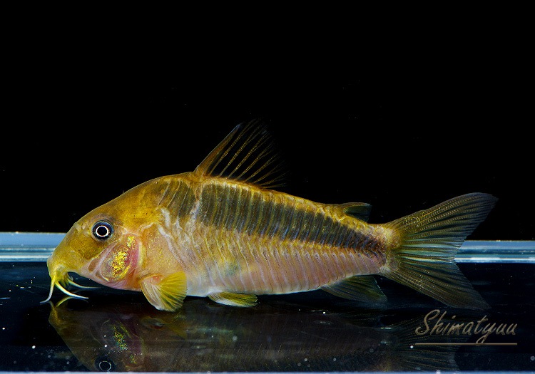 Co.sp. CW68 “ジュイナ” 1匹 | コリドラス,ショートノーズ