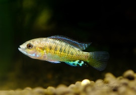 ֥롼åץ˥륷ץޥ֥롼ء1У