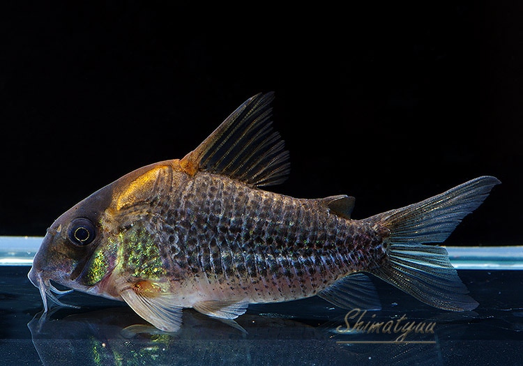 一点物 Co ショートノーズ ルイーザ WILD No.02 | コリドラス,一点物