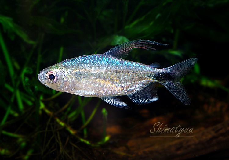 熱帯魚】 ブルーダイヤモンドコンゴテトラ WILD 1Pr | 熱帯魚 | AQUA