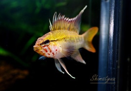 ʪ.sp.Z3ףɣ̣ġ1Pr02