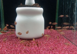 𡡥ۥͥȥ饦ɡ񻺥֥꡼ɡ5ɤ