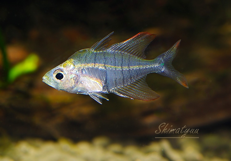 熱帯魚】 ローズフレームグラスエンゼル WILD 1Pr | 熱帯魚,カラシン