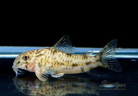 ǯ���Ը�������!!��Co �����奤���ꥢ�롡WILD���ȥޥåȥ����å��ɡ�1ɤ