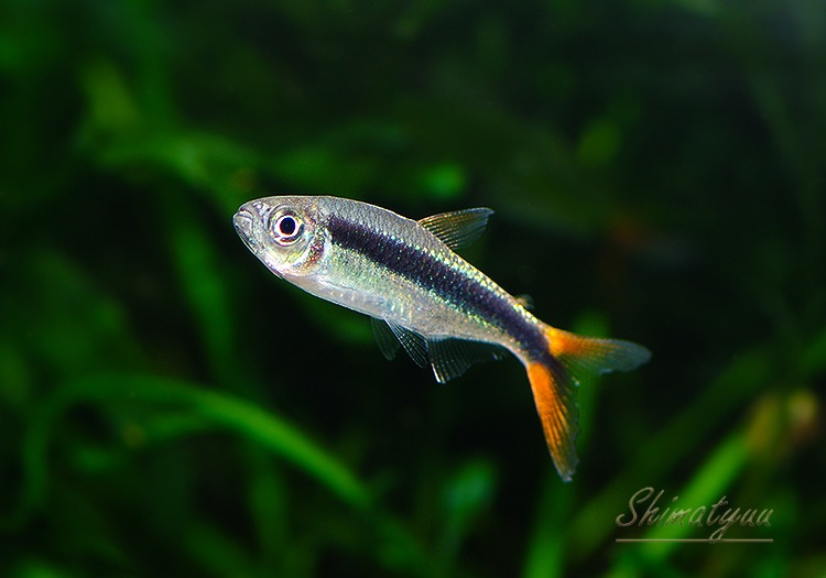 熱帯魚】 レッドフィンペンギンテトラ “国産ブリード” 3匹 | 熱帯魚