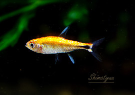 Ǯӵۡץʥǥץåɥۥƥȥ顡WILD1ɤ