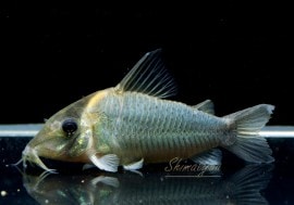 Cߥ󥰥Ρ륤WILD3ɤ