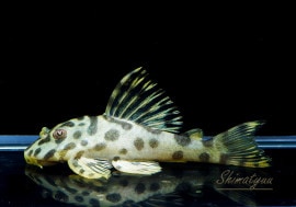 ʪ  󥤥ڥꥢ륿No.01