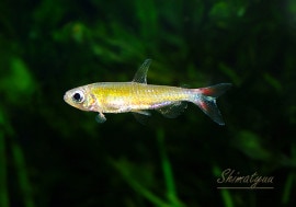 �����Τ��㤤����!!����Ǯ�ӵ��ۡ����㥤�˥󥰥֥롼�����꡼���󥴥ƥȥ顡WILD��1�У�