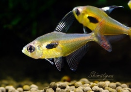 Ǯӵۡϥե֥ꥳ󡡥ԥꥹWILD3ɤ