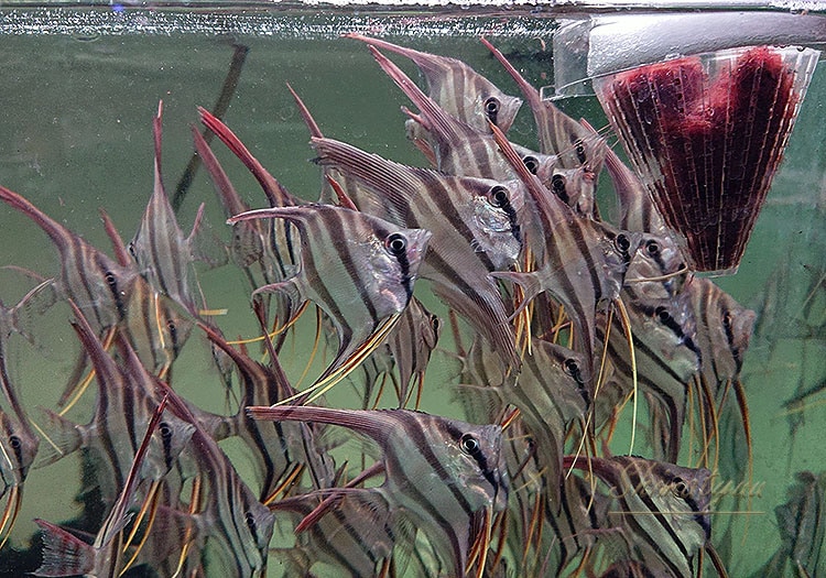 アルタムエンゼル　5匹　熱帯魚 熱帯魚】 アルタムエンゼル （ML) リオ ビチャダ 5匹 | 熱帯魚