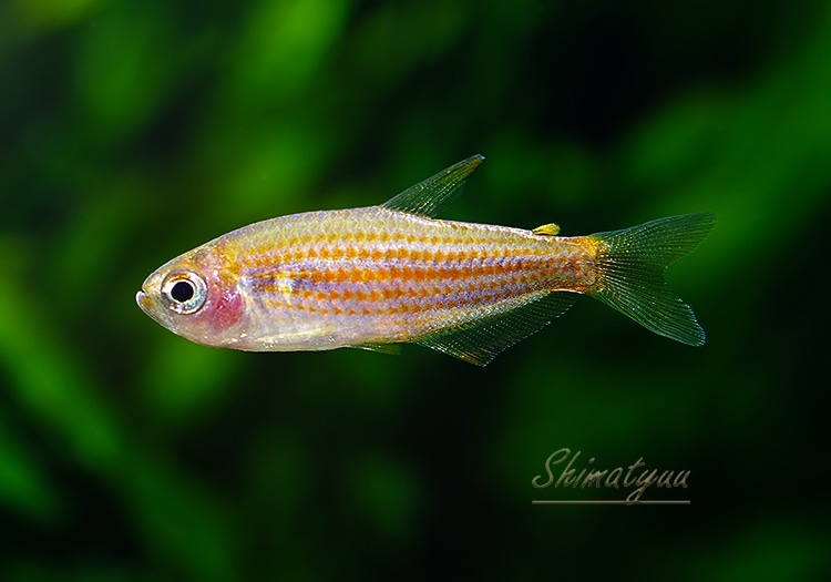 熱帯魚】 インパイクティス.sp.SCRATCHED WILD 3匹 | 熱帯魚 | AQUA-F
