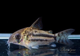 Cѥͥꥢ(ML)WILD3ɤ