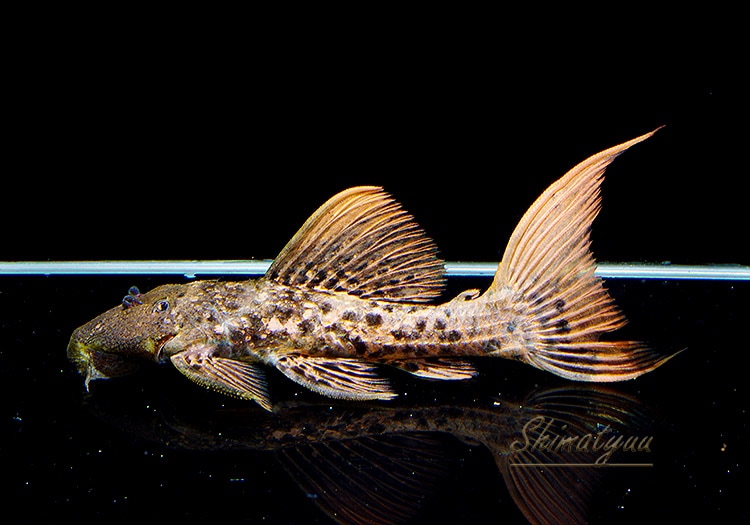 スーパータイタニックトリムプレコ13㎝