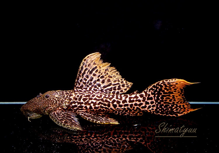 一点物 極上個体 スーパーレッドタイタニックトリム 特大サイズ