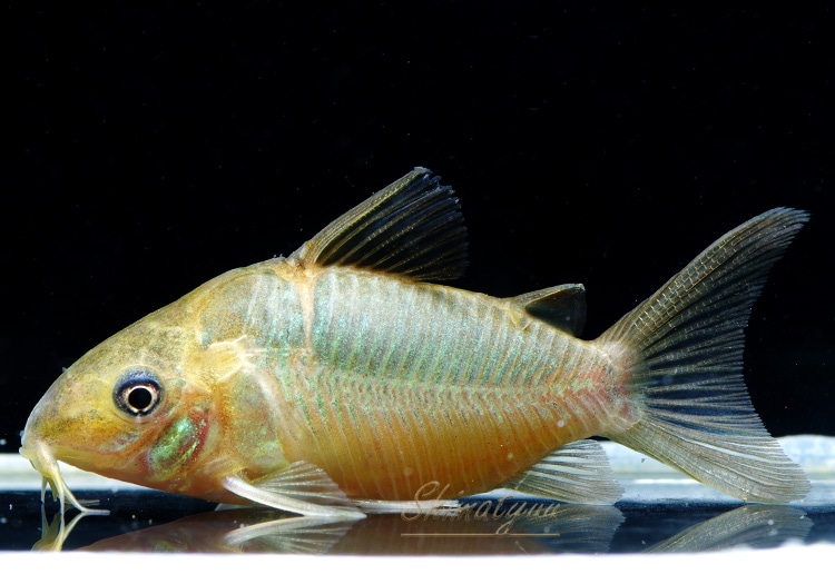 コリドラス　ポタロエンシス３匹　熱帯魚 コリドラス スーパーポタロエンシス｜コリドラスの仲間 - Corydoras