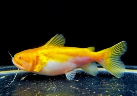 ʪפΣɤӥΥХȥååȡŹ߸