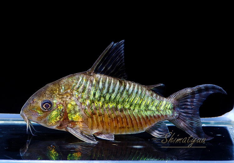 コリドラス ゲリィ (ペア)｜コリドラスの仲間 - Corydoras