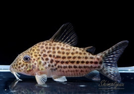 C����ߥ��󥰥Ρ������饰�������󥷥���WILD��1ɤ��