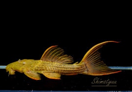 ����ʪ�������ѡ���������åȥȥ�ࡡ���ܥĥ��륤�ɡ��ߥɥ륵��������No.01