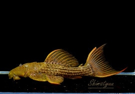 ����ʪ�������ѡ���������åȥȥ�ࡡ���ܥĥ��륤�ɡ��ߥɥ륵��������No.02