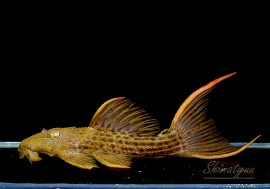 ����ʪ�������ѡ���������åȥȥ�ࡡ���ܥĥ��륤�ɡ��ߥɥ륵��������No.04