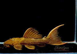 ����ʪ�������ѡ���������åȥȥ�ࡡ���ܥĥ��륤�ɡ��ߥɥ륵��������No.05