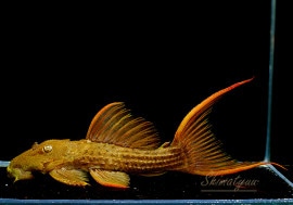 ����ʪ�������ѡ���������åȥȥ�ࡡ���ܥĥ��륤�ɡ��ߥɥ륵��������No.07