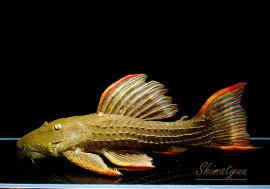 ����ʪ�������ѡ���������åȥȥ�ࡡ���ܥĥ��륤�ɡ����祵������No.01