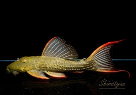 ����ʪ�������ѡ���������åȥȥ�ࡡ���ܥĥ��륤�ɡ���No.02