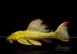 ����ʪ�������ѡ���������åȥȥ�ࡡ���ܥĥ��륤�ɡ���No.03