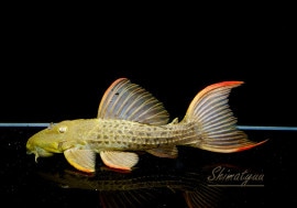 ����ʪ�������ѡ���������åȥȥ�ࡡ���ܥĥ��륤�ɡ���No.04