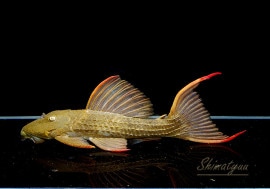 ����ʪ�������ѡ���������åȥȥ�ࡡ���ܥĥ��륤�ɡ���No.05