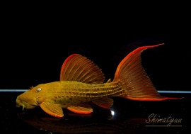 ����ʪ�������ѡ���������åȥȥ�ࡡ���ܥĥ��륤�ɡ���No.06