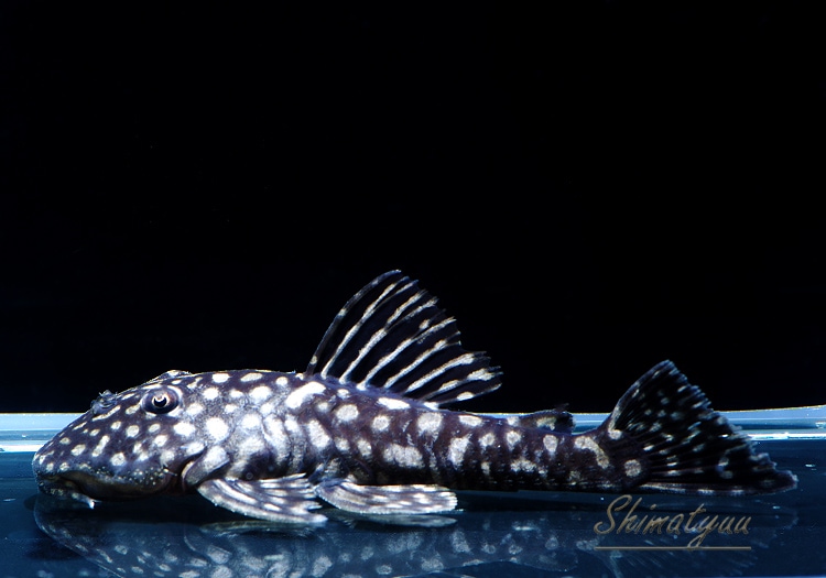 （熱帯魚）一点物　ロイヤルスポットスパングル・プレコ（ワイルド）（１匹）　北海道・九州航空便要保温 ロイヤルスポットスパングル \u201cセアラ\u201d 1匹 | プレコ | AQUA-F東京店