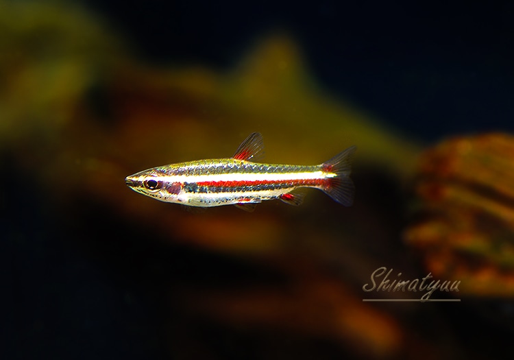 熱帯魚】 ナノストムス・マジナータス “ネグロ” WILD 1匹 | 熱帯魚